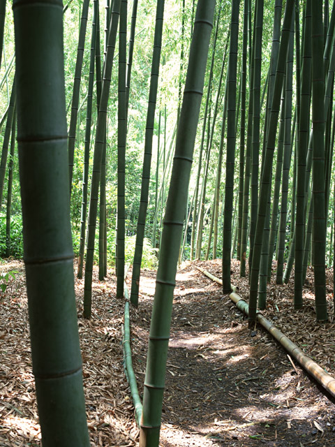 bamboo trees