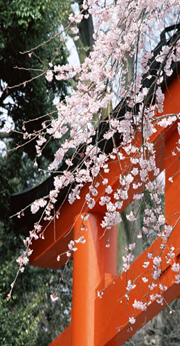 sakura blossom